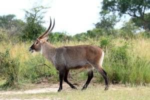 Budget Nyerere National Park Safari Travel Guide