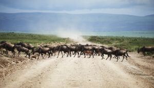 Serengeti safari Northern Circuit