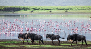 Tanzania Safari Package Lake Manyara Packages