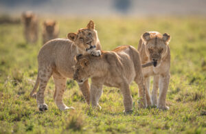 Tanzania safari itinerary Southern Circuit vacation