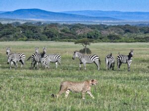 Tanzania safari tour Southern Circuit travel guide