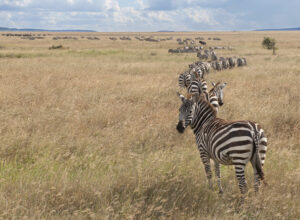 Private Serengeti safari trip