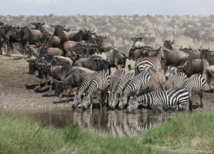 Tanzania Safari Itinerary Tanzania