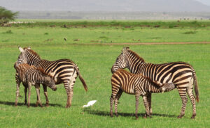 Best Ruaha Safari Adventure