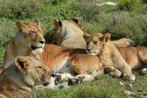 Tanzania safari cost Arusha tours