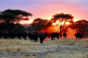 Exclusive Tanzania safari cost tours