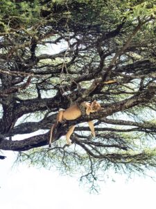 Tanzania safari itinerary Lake Manyara trip