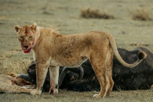 A lioness stands over its kill, covered in blood