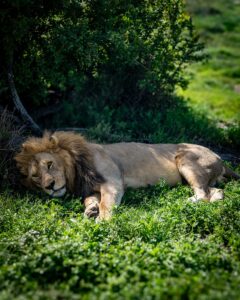 Premium Tanzania safari itinerary planning