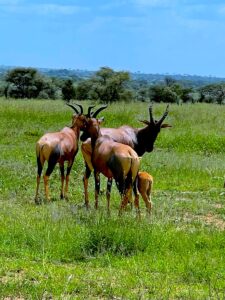 Group Tanzania safari package deal