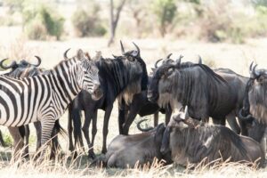 Tanzania safari itinerary Serengeti itinerary