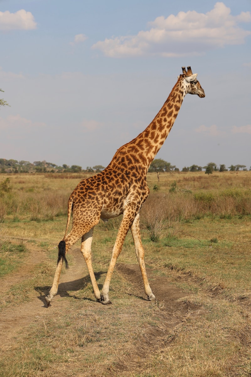 All Inclusive Tanzania Safari Tour Price
