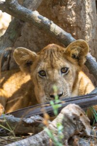 Affordable Nyerere National Park Safari Operator