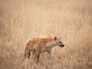 Tanzania wildlife safari deal