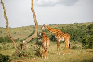 Exclusive Tanzania safari package cost