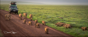 exclusive Ngorongoro Crater safari itinerary