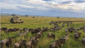 Serengeti safari company