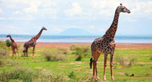 Affordable Lake Manyara Safari Adventure