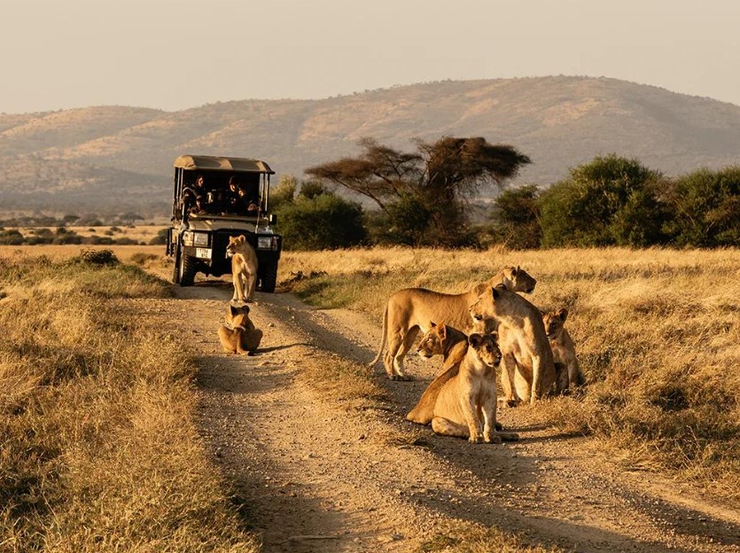 Tanzania safari Serengeti company