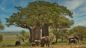 Affordable Tanzania safari package operator