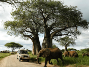 Private Tanzania Safari Operator