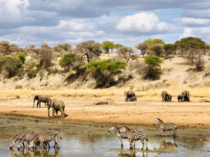 Fly In Ruaha Safari Experience