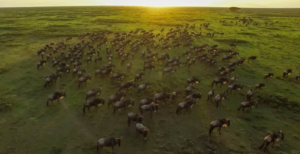 Best Tanzania Wildlife Safari Packages