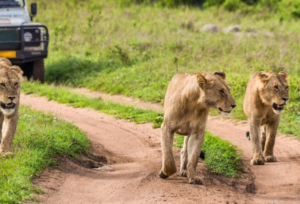 Tarangire safari Serengeti tours