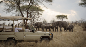 Group Tarangire Safari Deal