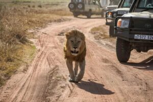Ruaha safari Serengeti trip