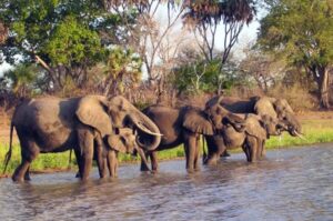 best Nyerere National Park safari