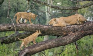 luxury Tarangire safari cost