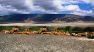 Private Ruaha safari adventure