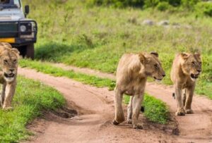 Fly-in Tanzania safari vacation