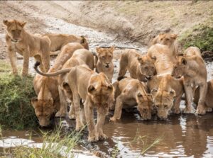 Ruaha safari Tanzania adventure