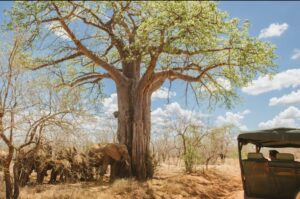 Tanzania safari itinerary from Arusha
