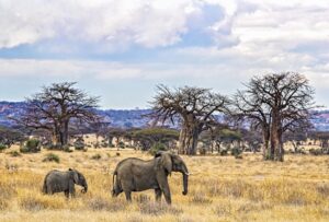 photography Tanzania safari tour price
