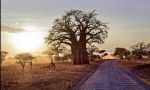Cheap Tanzania safari packages