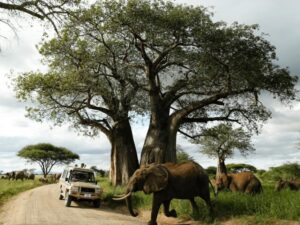 Affordable Tanzania Safari Itinerary