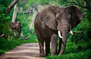 Tanzania safari itinerary Zanzibar