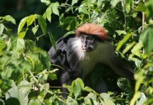 Guided Serengeti Safari Deal