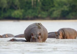 Tanzania Safari Itinerary Nyerere