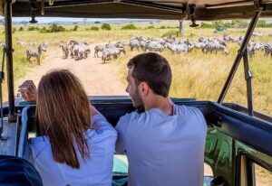 premium Nyerere national park safari