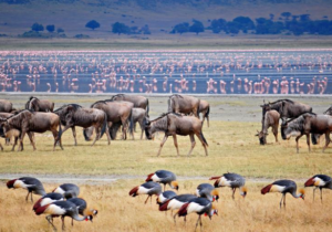 Top Tanzania safari cost packages