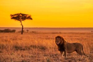 Tanzania safari tour Tarangire trip