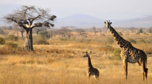 Tanzania safari Tarangire