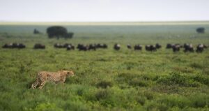 Serengeti safari Ruaha company