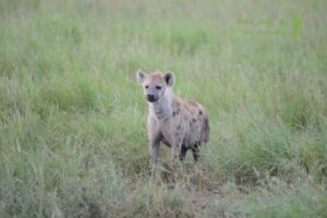 Top Nyerere National Park Safari Trip