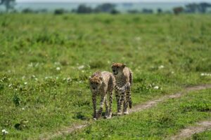 Tanzania safari Ngorongoro cost