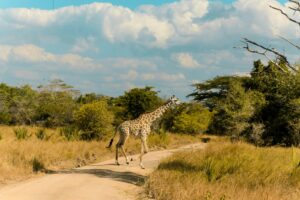 Tanzania safari package Tanzania itinerary